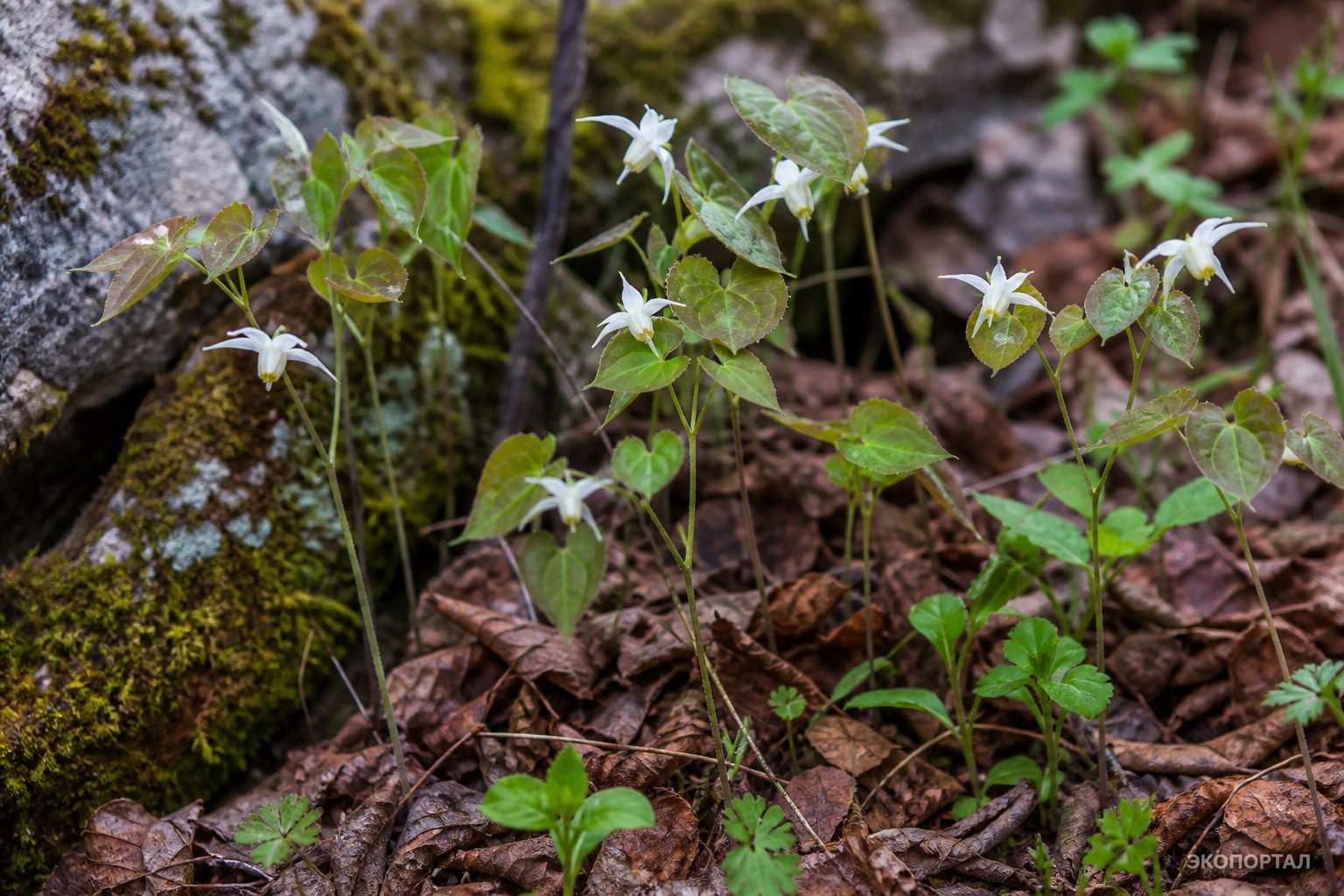 Горянка крупночашечковая (Epimedium macrosepalum)