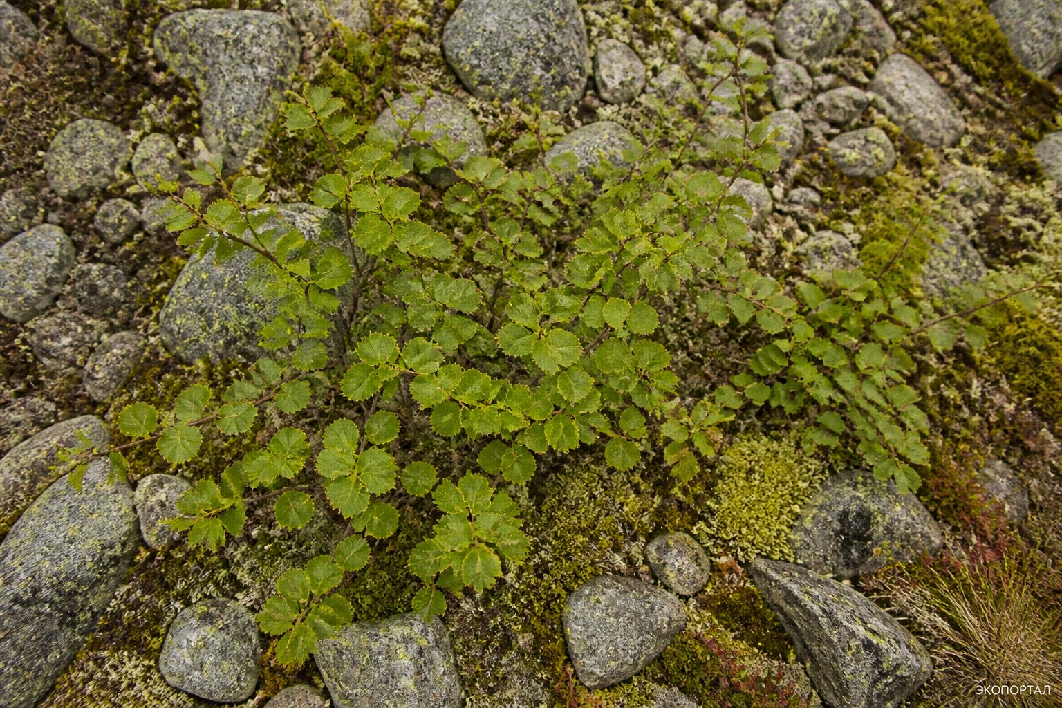 Береза Радде (Betula raddeana)