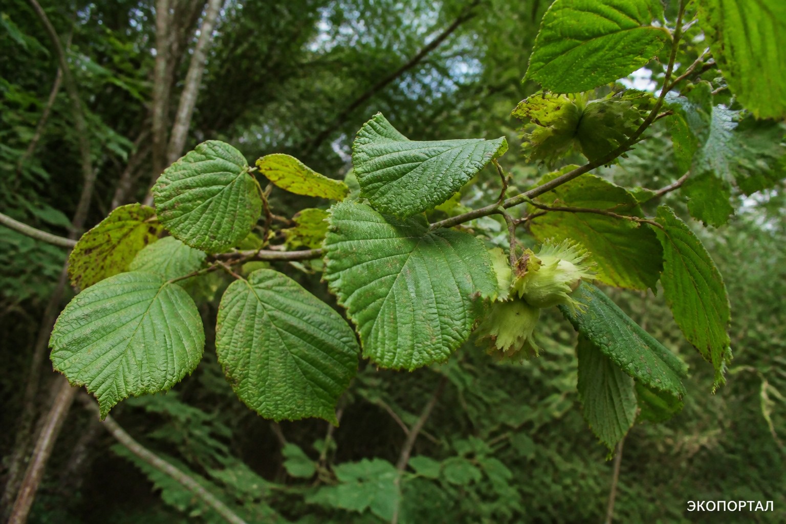 Орех медвежий (Лещина древовидная, Corylus colurna)