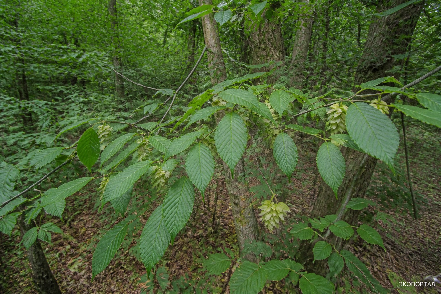 Хмелеграб обыкновенный (Ostrya carpinifolia)