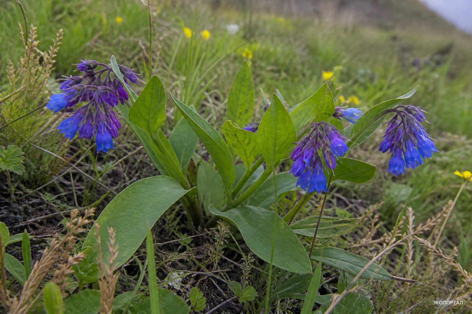 Мертензия мелкопильчатая (Mertensia serrulata)