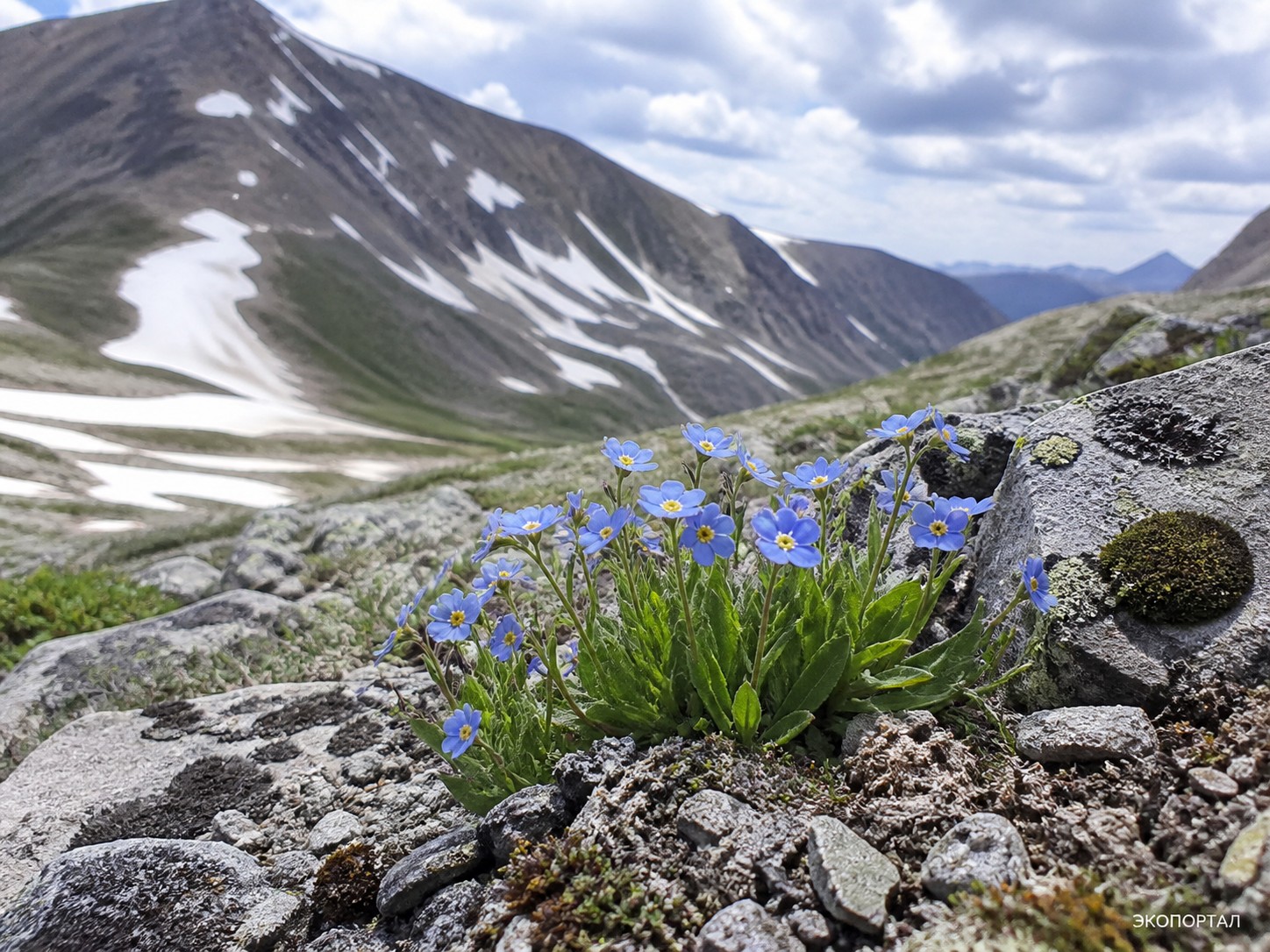 Незабудка Чекановского (Myosotis czekanowskii)