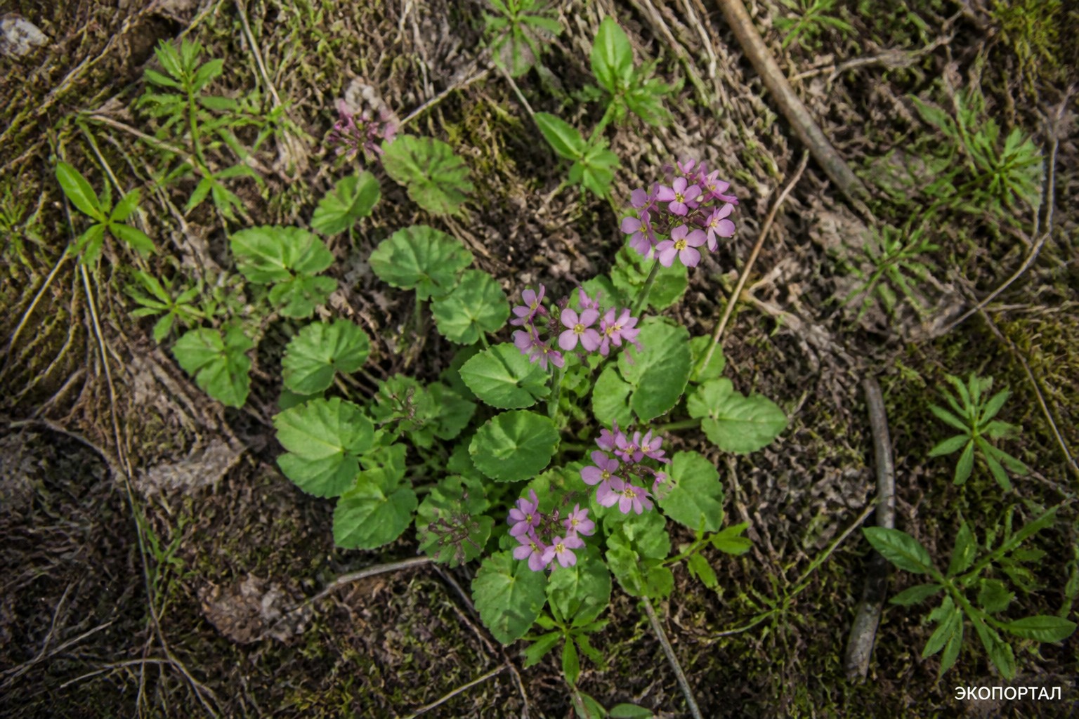 Сердечник пурпуровый (Cardamine purpurea)