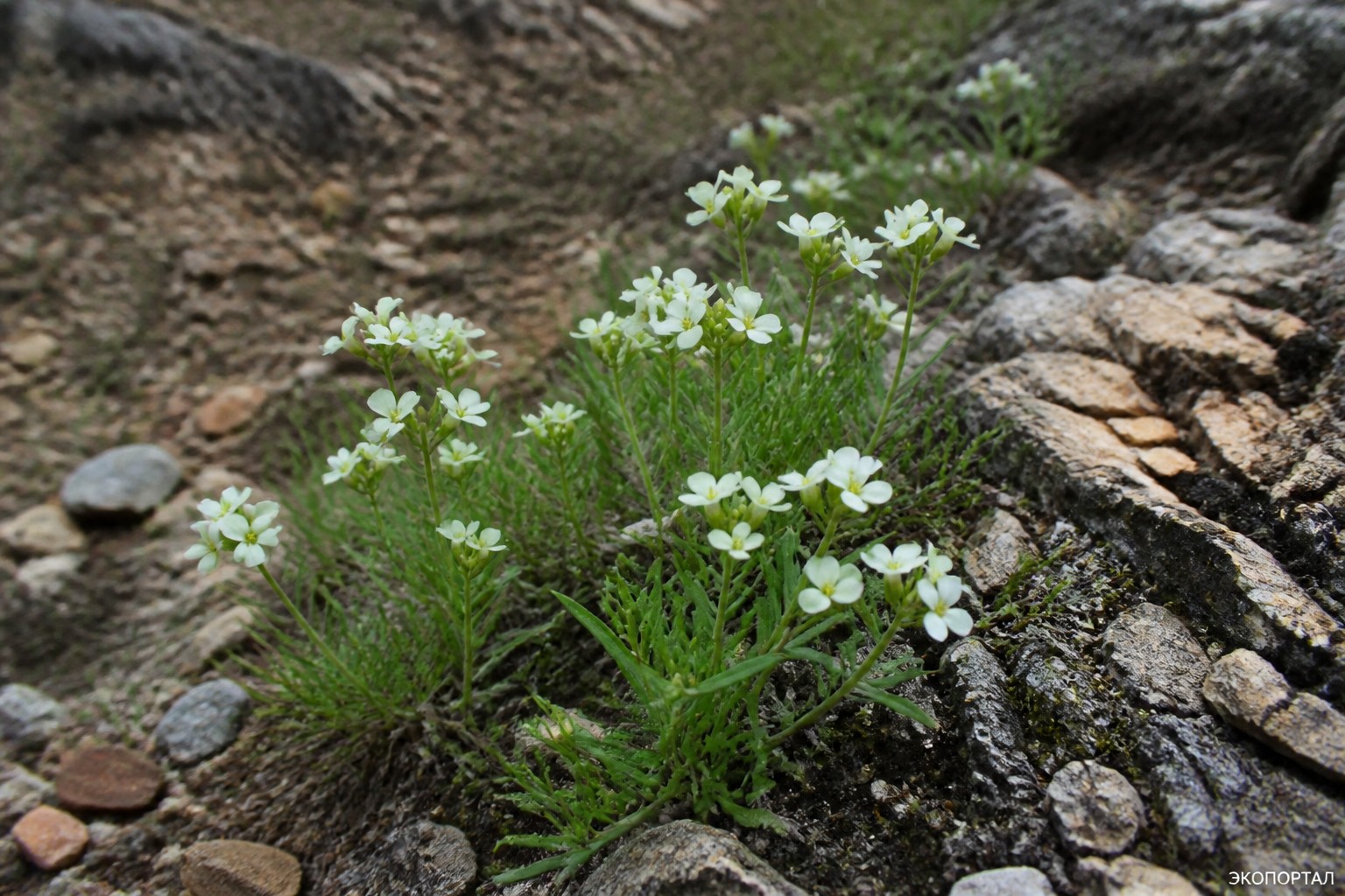 Сердечник клинолистный (Cardamine sphenophylla)