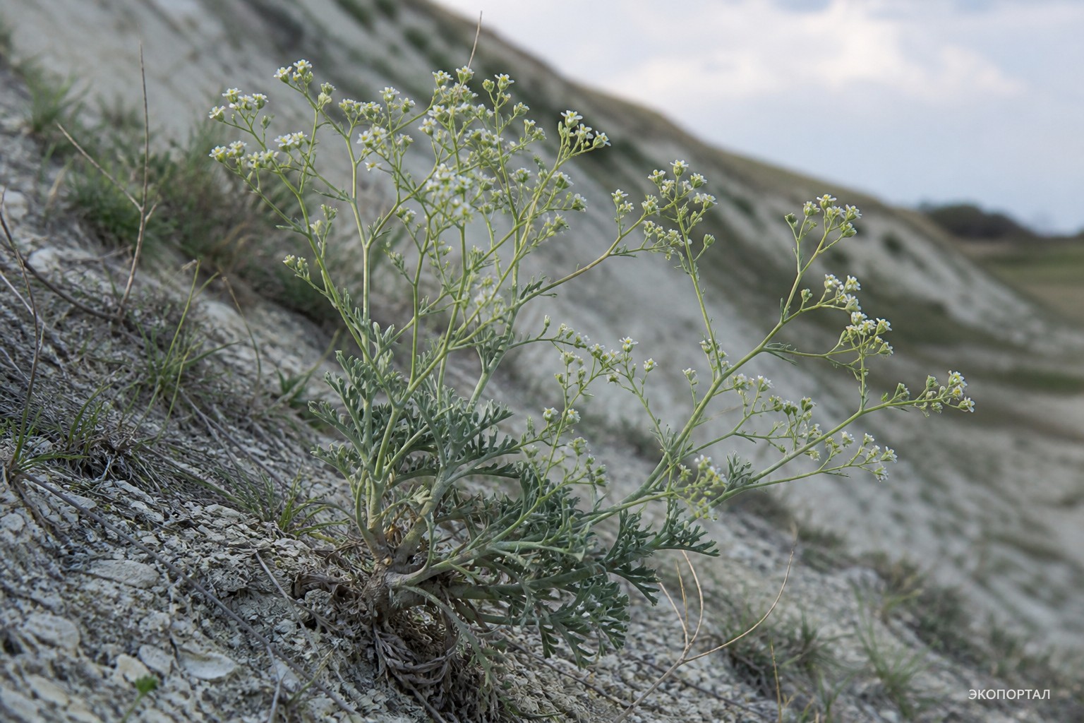 Рогачка меловая (Erucastrum cretaceum)