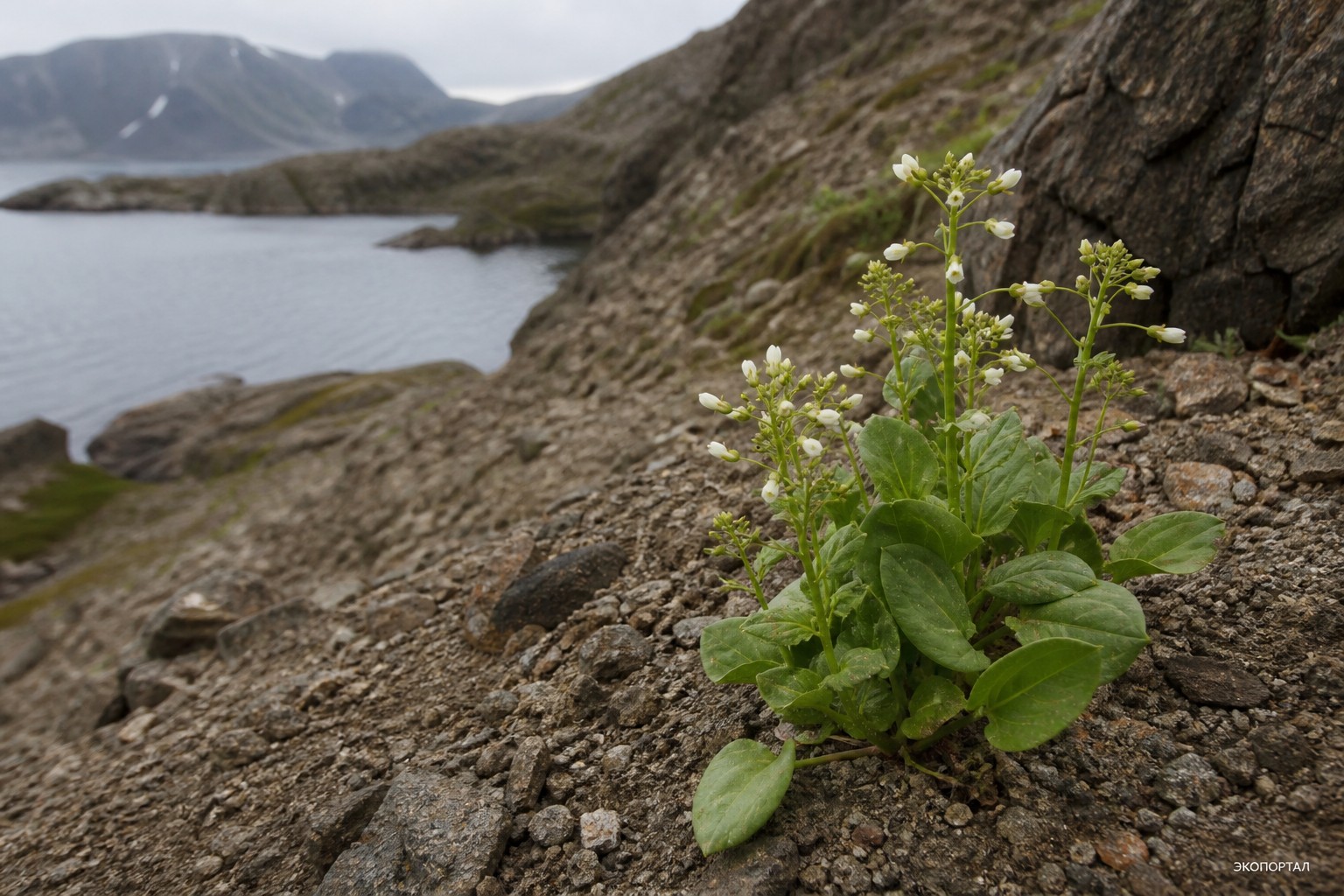 Евтрема сердцелистная (Eutrema cordifolium)