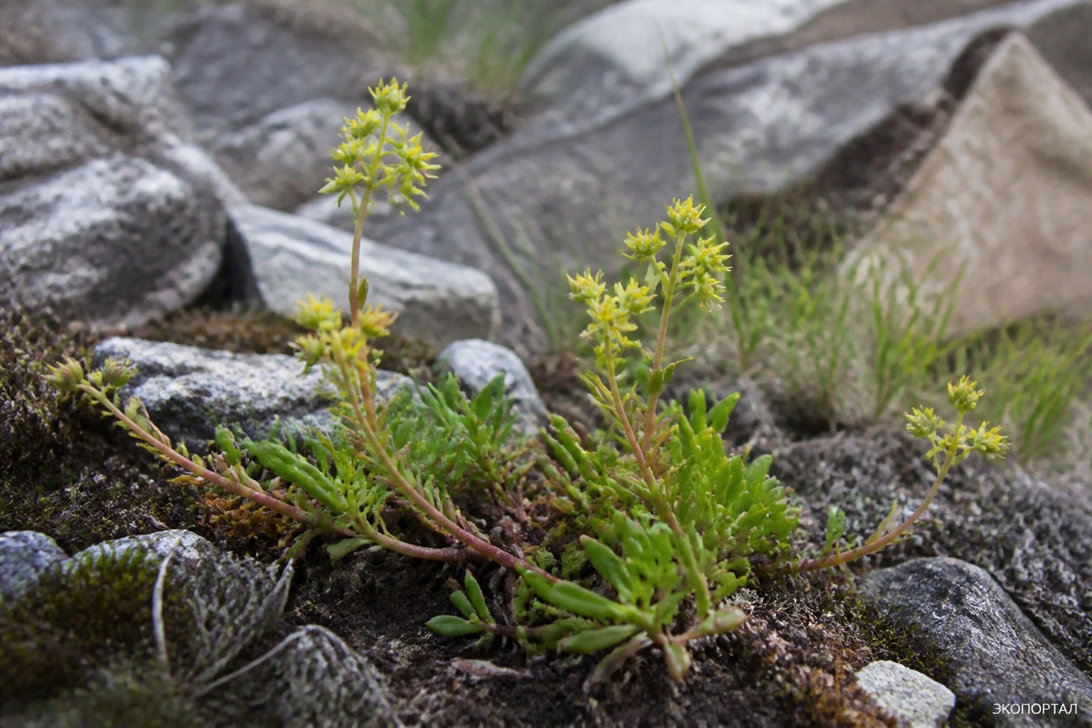 Мегадения маленькая (Megadenia pygmaea)