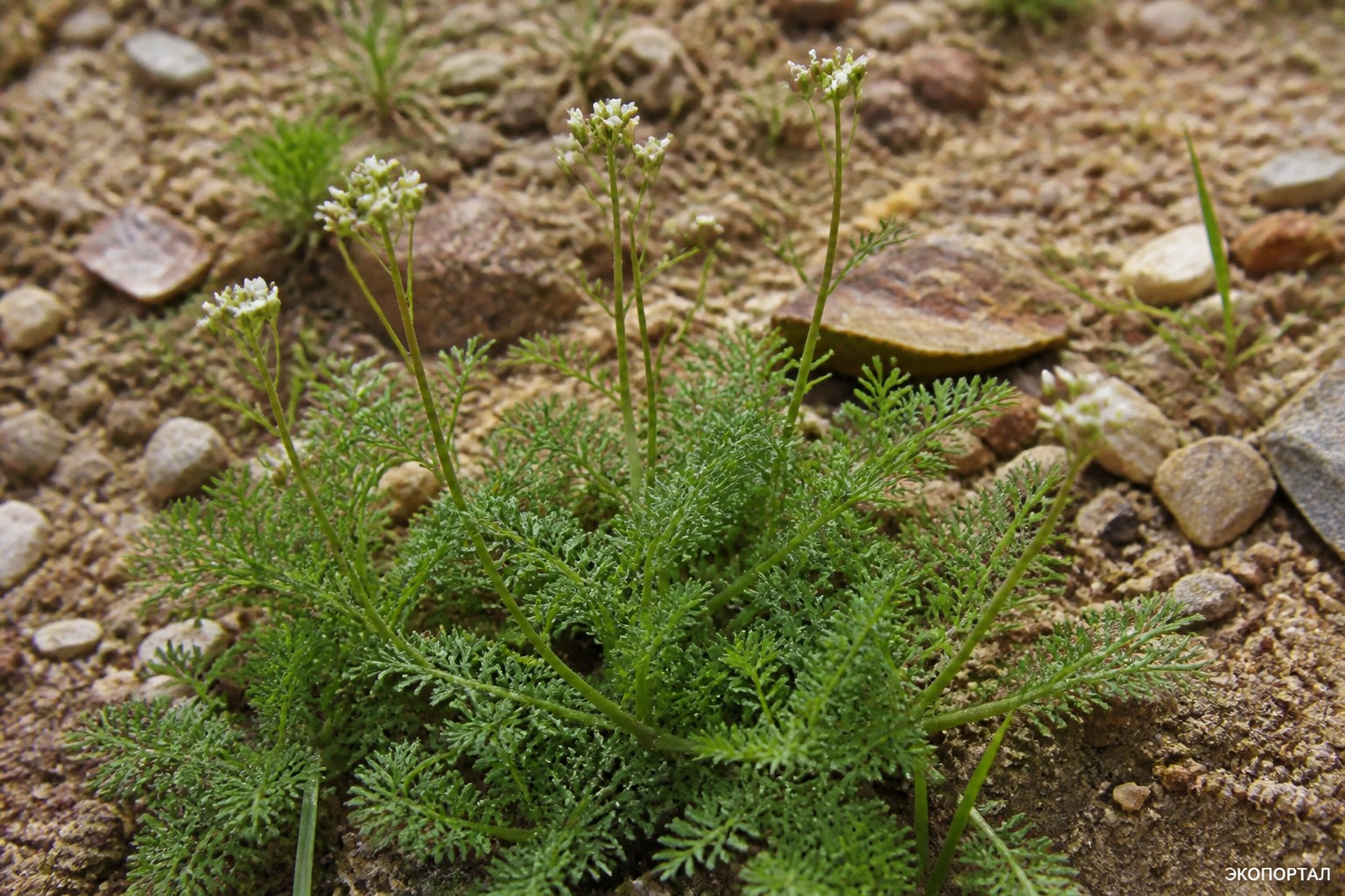 Редовския двоякоперистая (Redowskia sophiifolia)