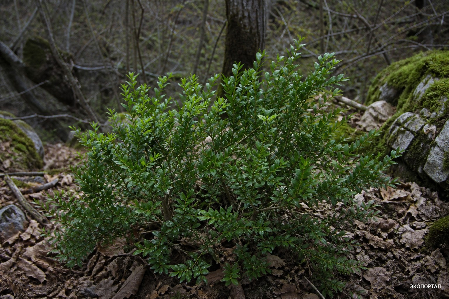 (Buxus colchica)