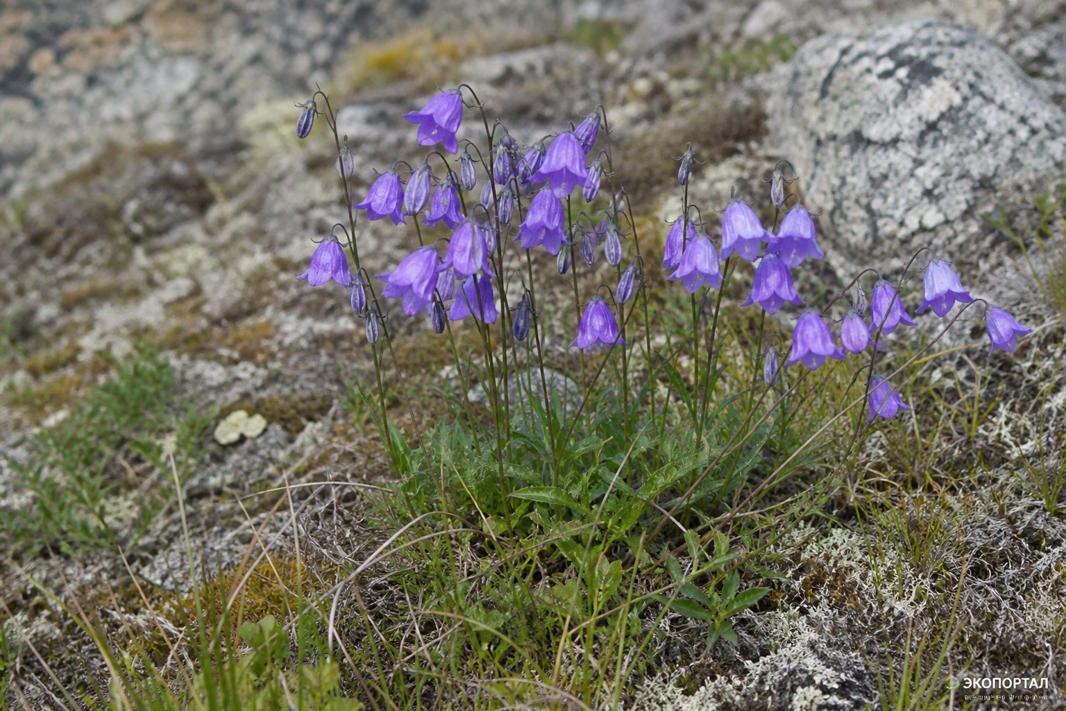 Бубенчик якутский (Adenophora jacutica)