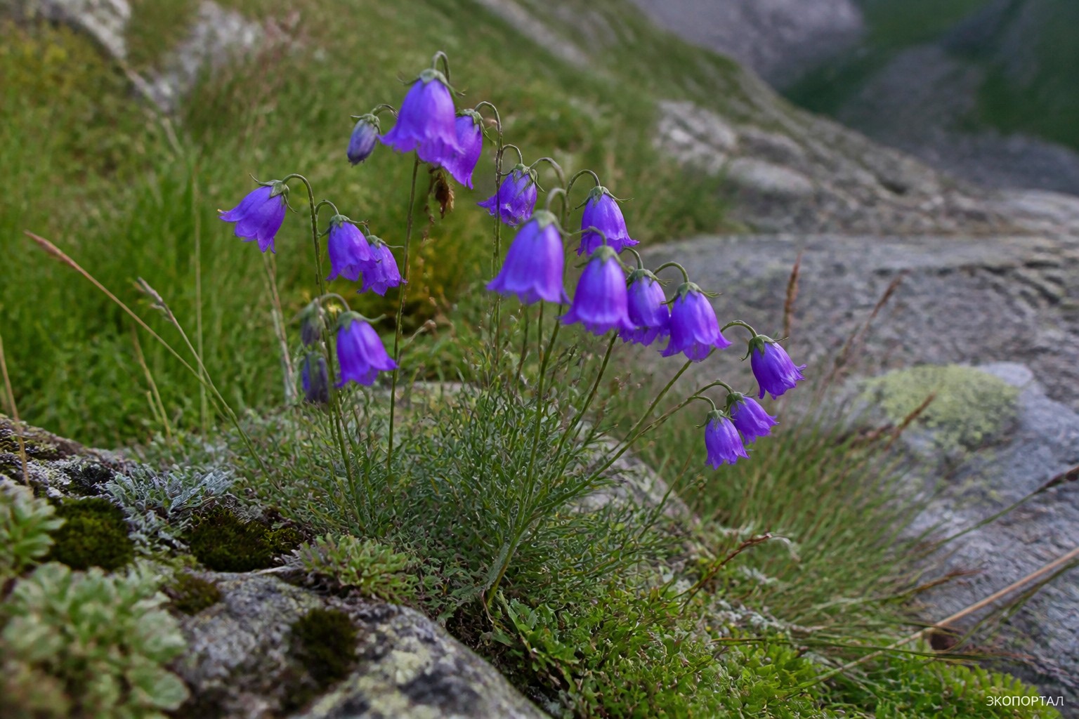 Колокольчик Отрана (Campanula autraniana)