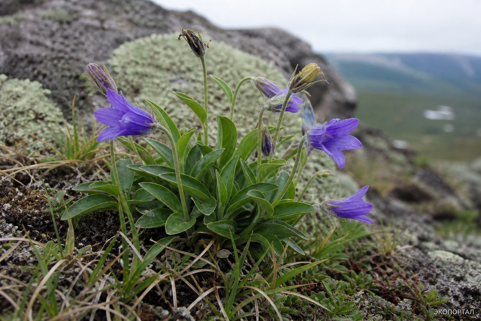 Колокольчик Комарова (Campanula komarovii)