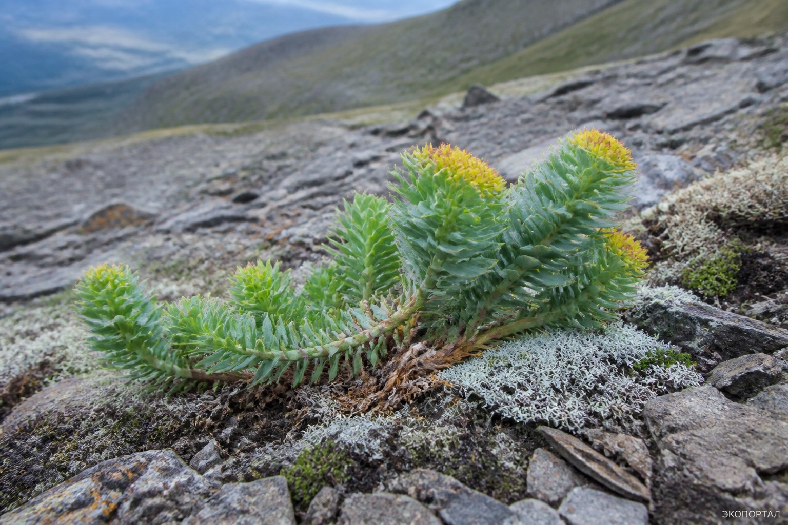 Золотой корень (Родиола розовая, Rhodiola rosea)