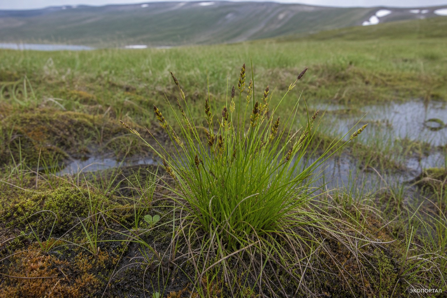 Осока Малышева (Carex Malyschevii)