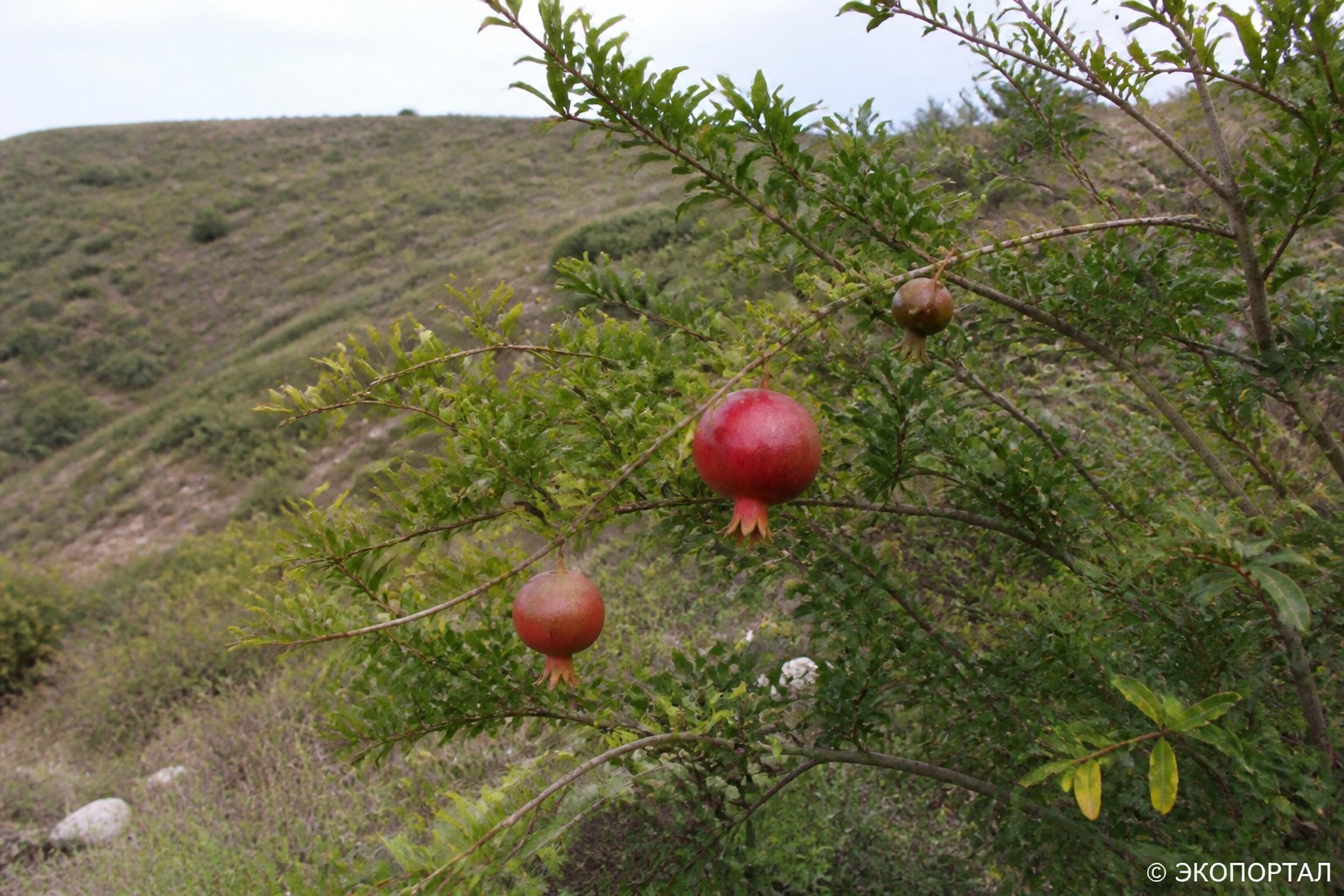Гранат обыкновенный (Punica granatum)