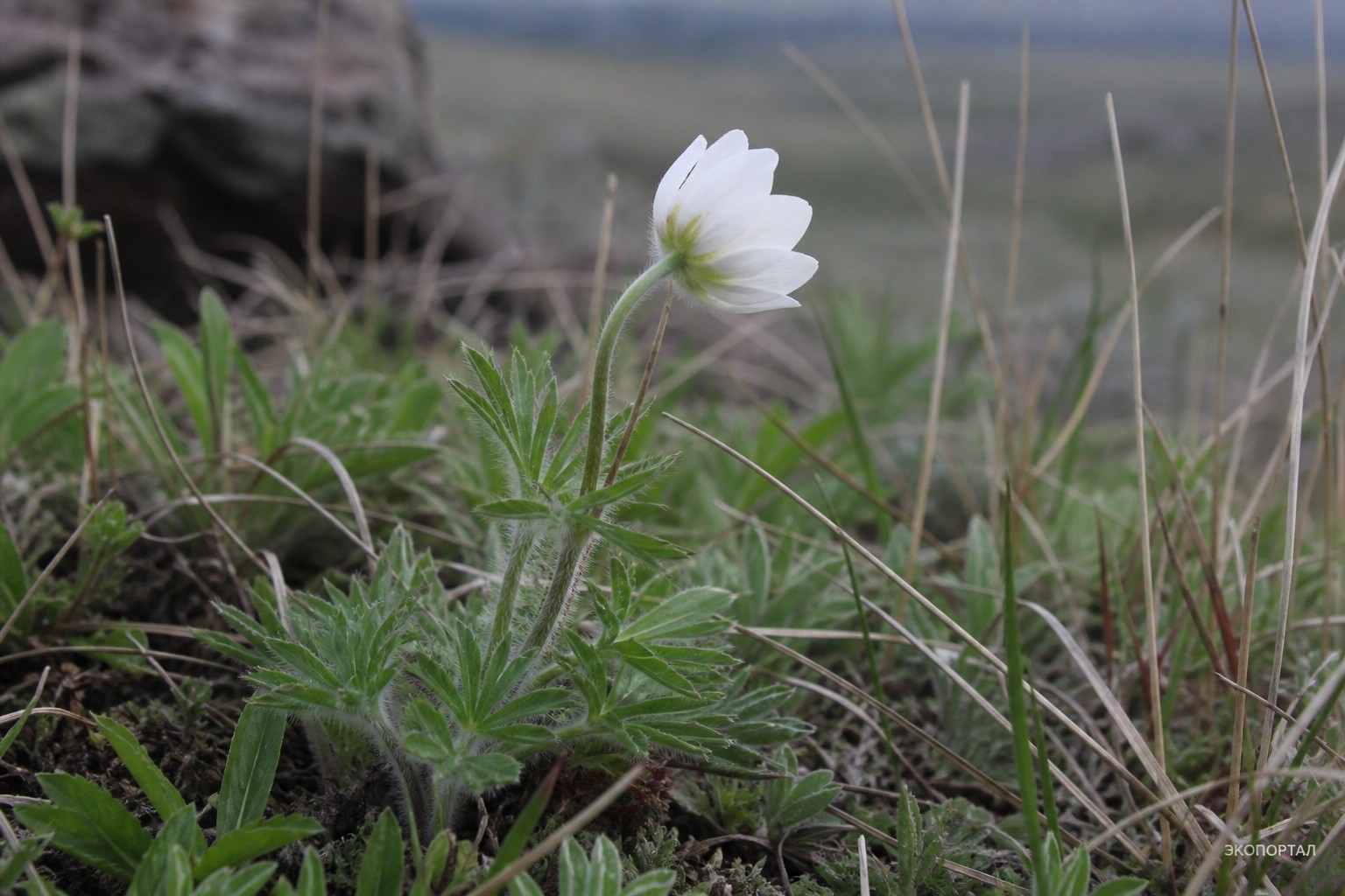 (Anemonastrum biarmiense)
