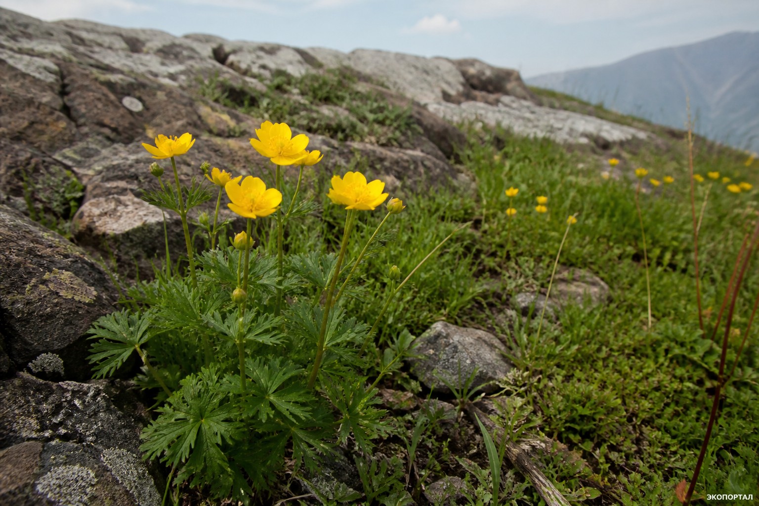 Лютик саянский (Ranunculus sajanensis)