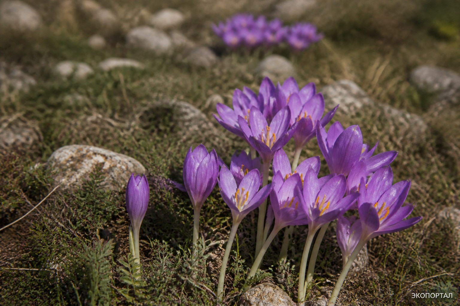 Безвременник веселый (Colchicum laetum)