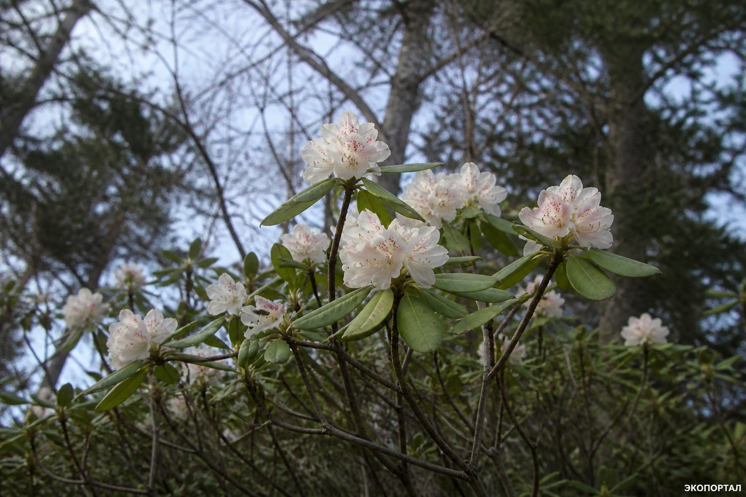 Рододендрон Шлиппенбаха (Rhododendron schlippenbachii)
