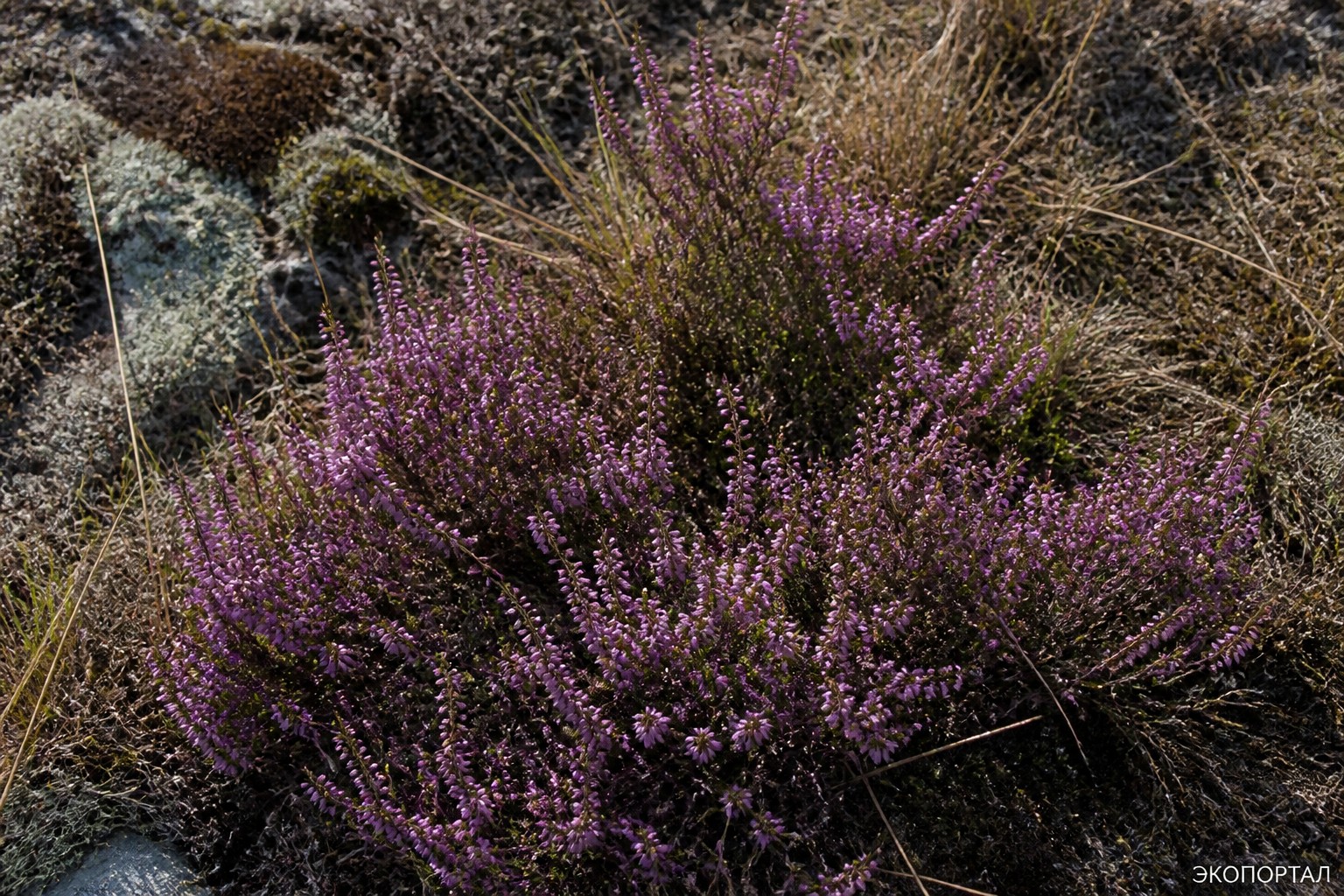 (Calluna vulgaris)