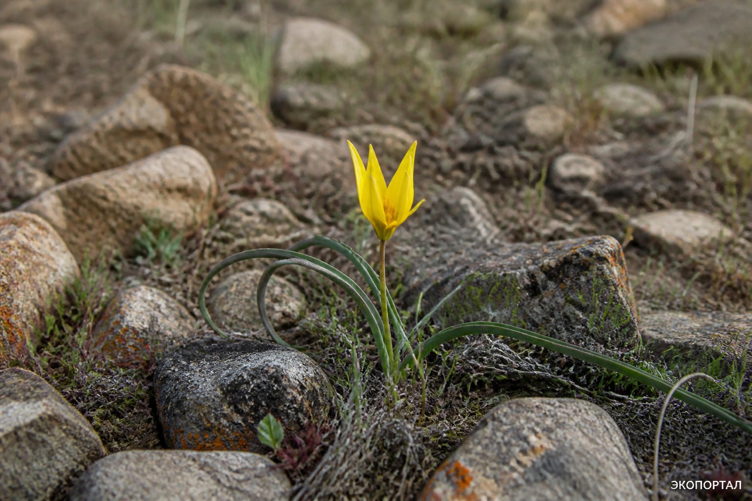Тюльпан карликовый (Tulipa humilis)