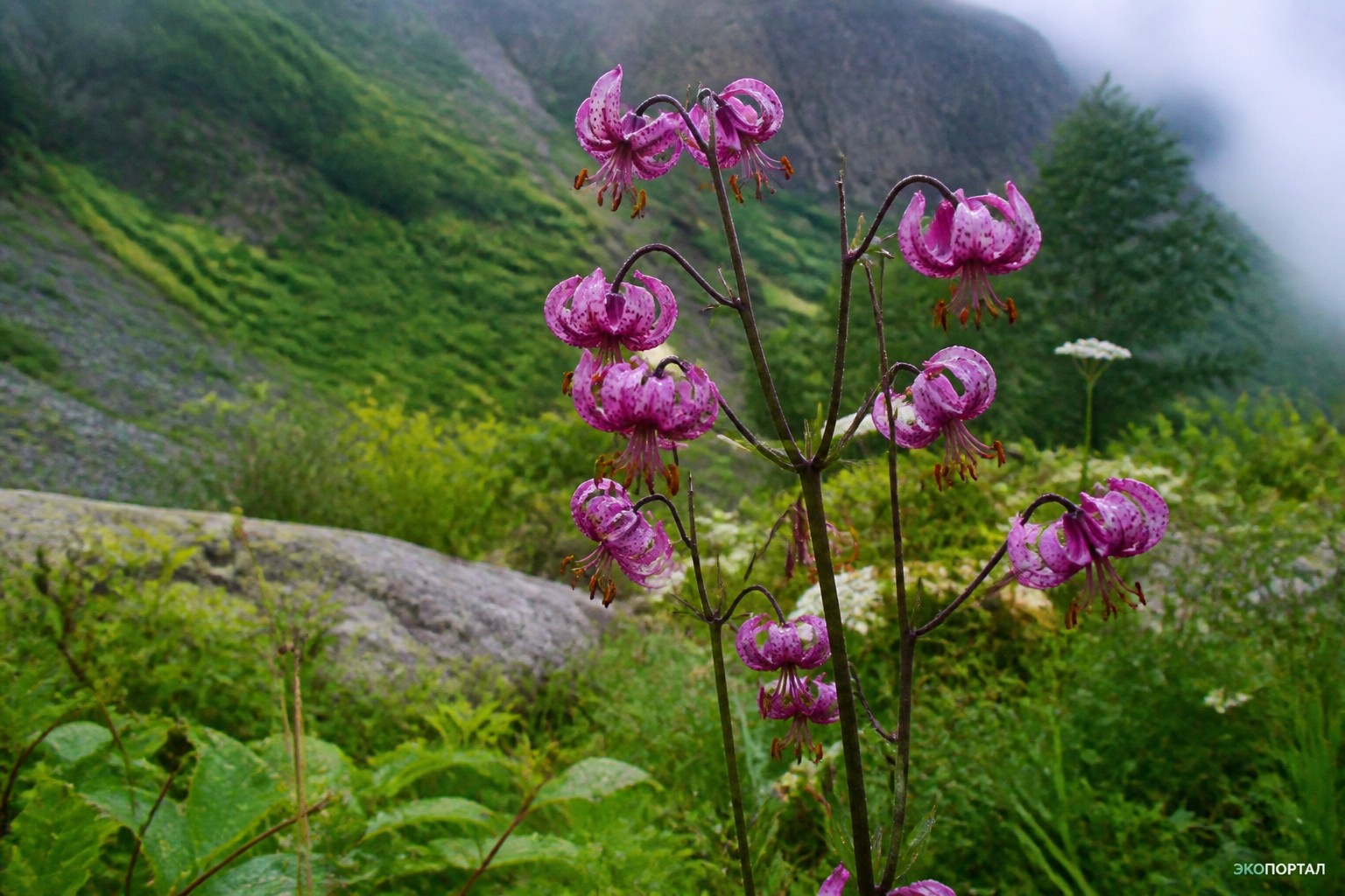 Лилия кудреватая (Саранка кудреватая, Мартагон (Lilium martagon)