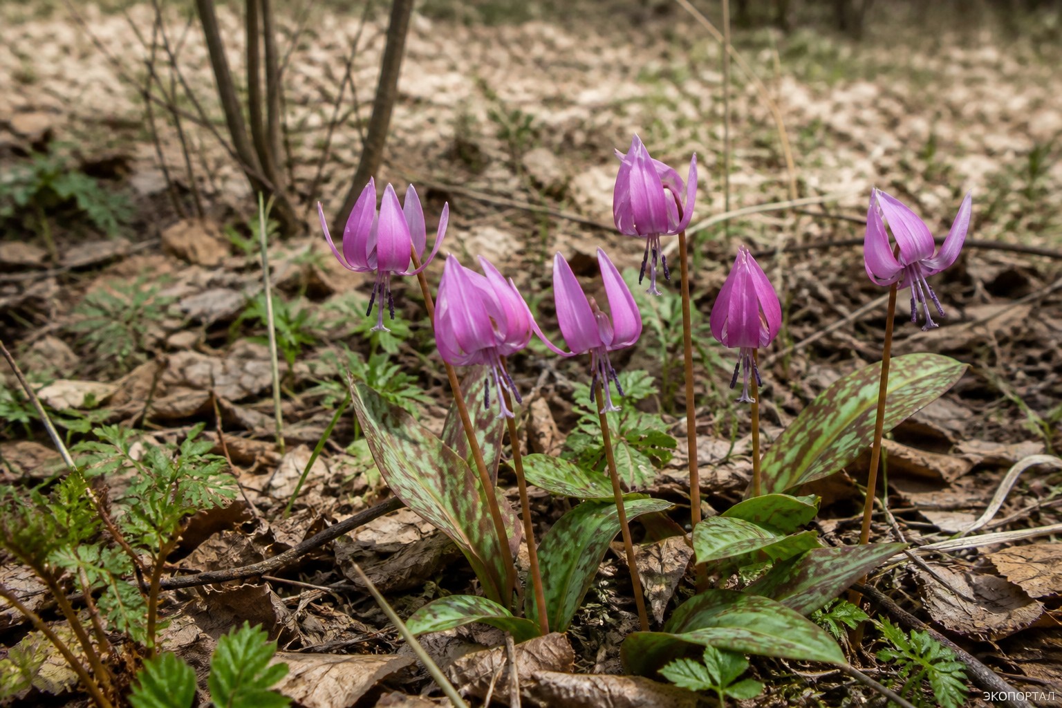(Erythronium sibiricum)