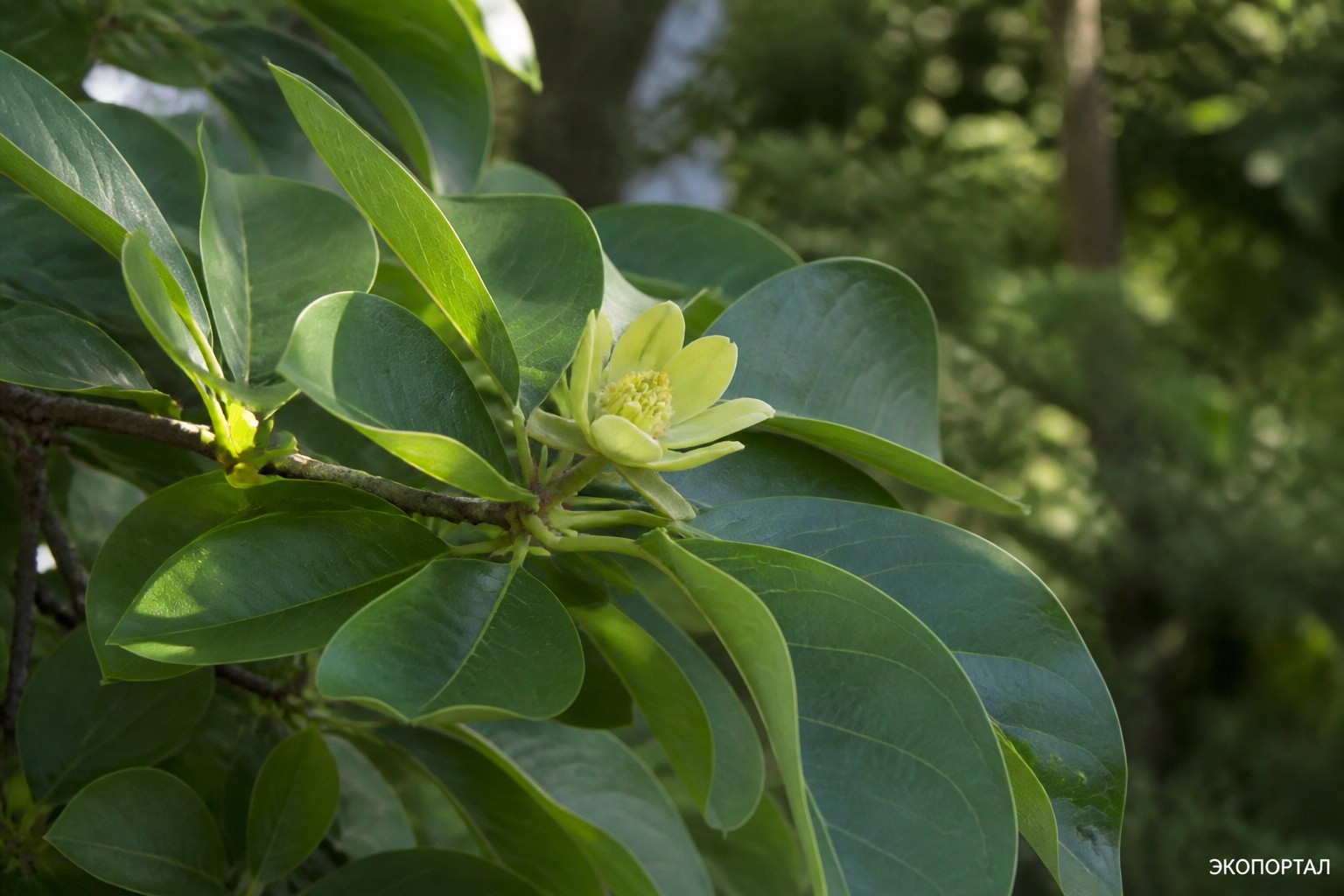 Магнолия обратнояйцевидная (Magnolia obovata)