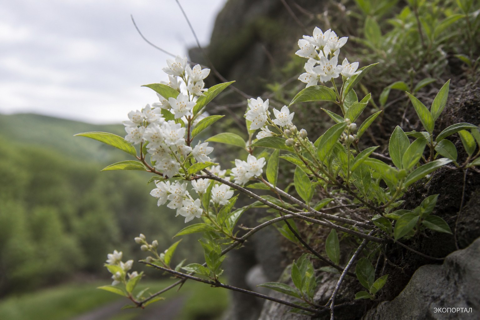 Дейция гладкая (Deutzia glabrata)