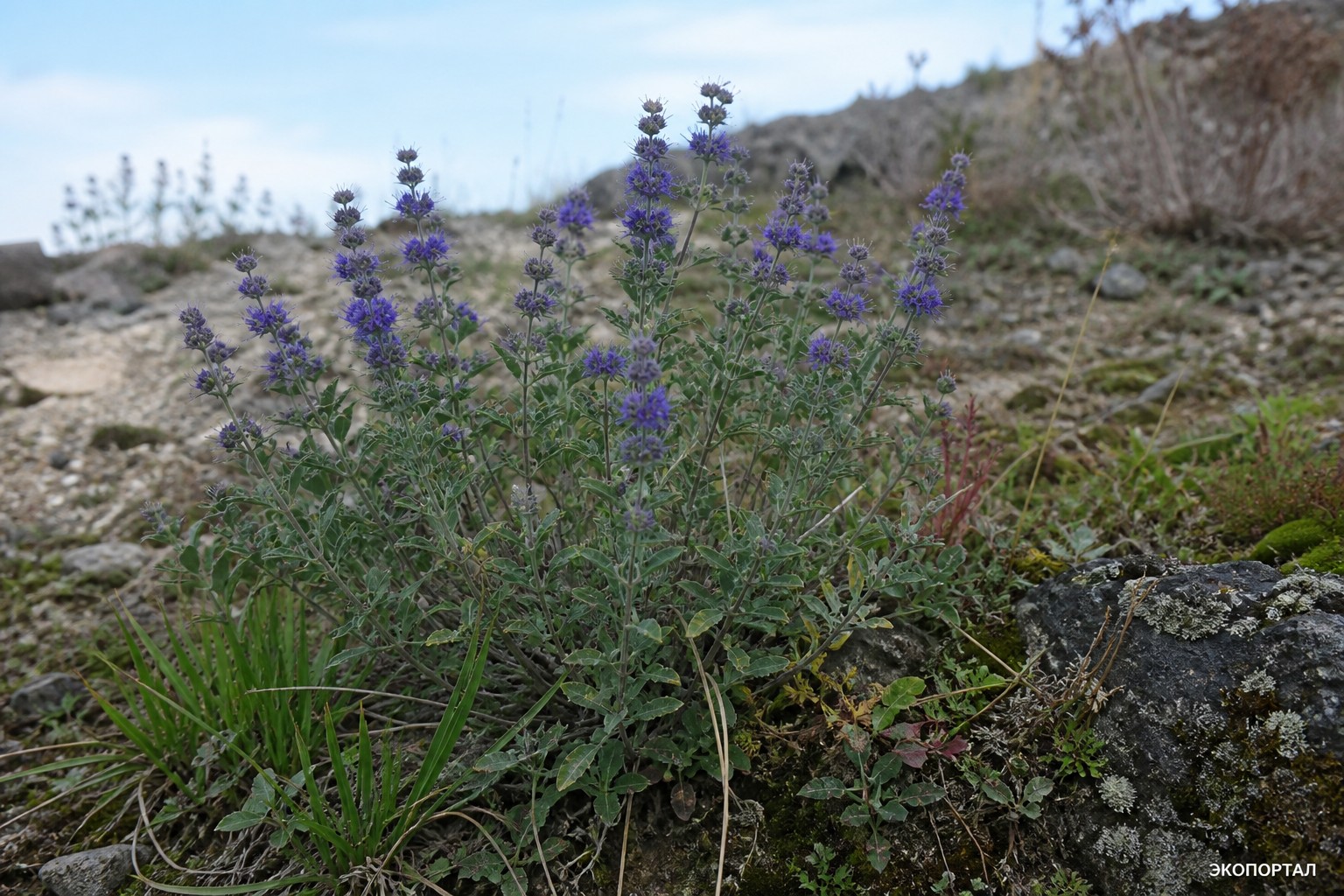 Орехокрыльник монгольский (Caryopteris Mongholica)