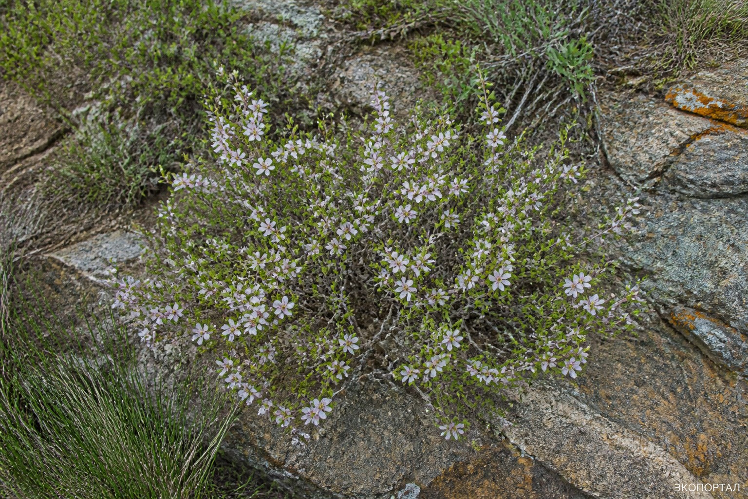 Миндаль черешковый (Amygdalus pedunculata)