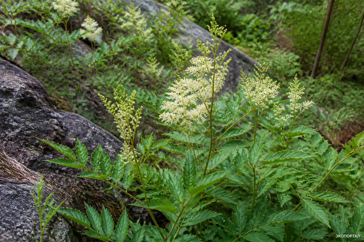 Рябинник сумахолистный (Sorbaria rhoifolia)