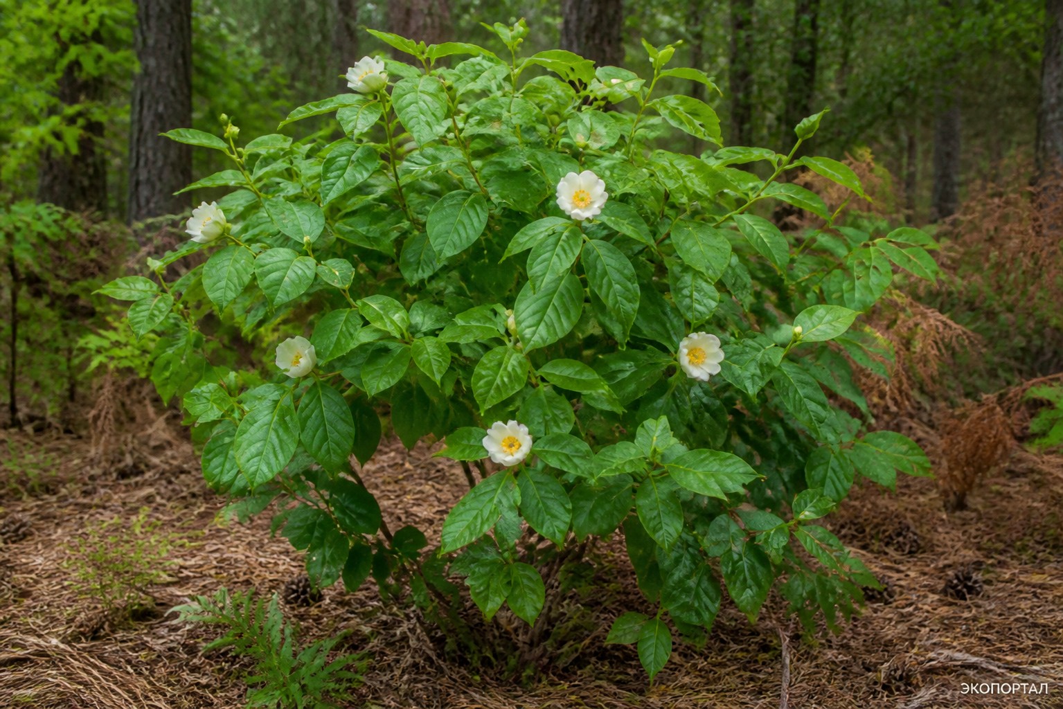(Franklinia alatamaha)