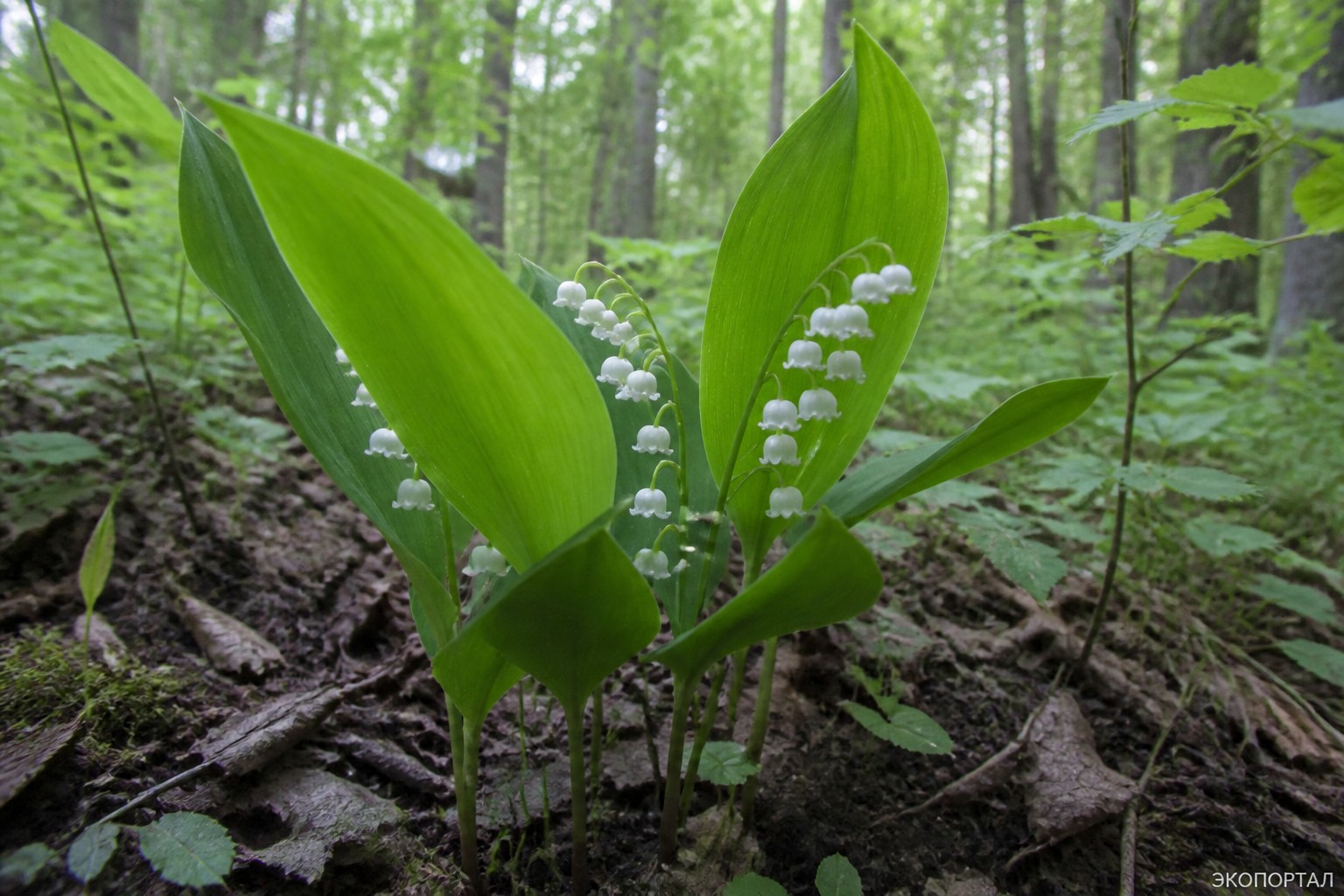 (Convallaria majalis)