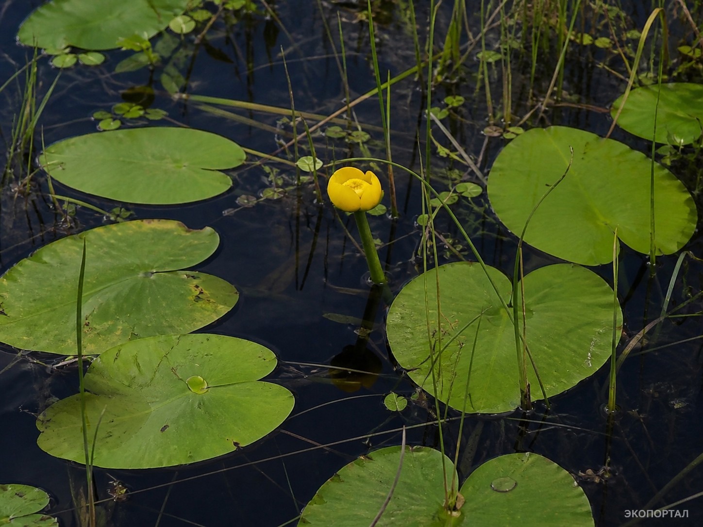 Кубышка желтая (Кувшинка желтая, Nuphar lutea)