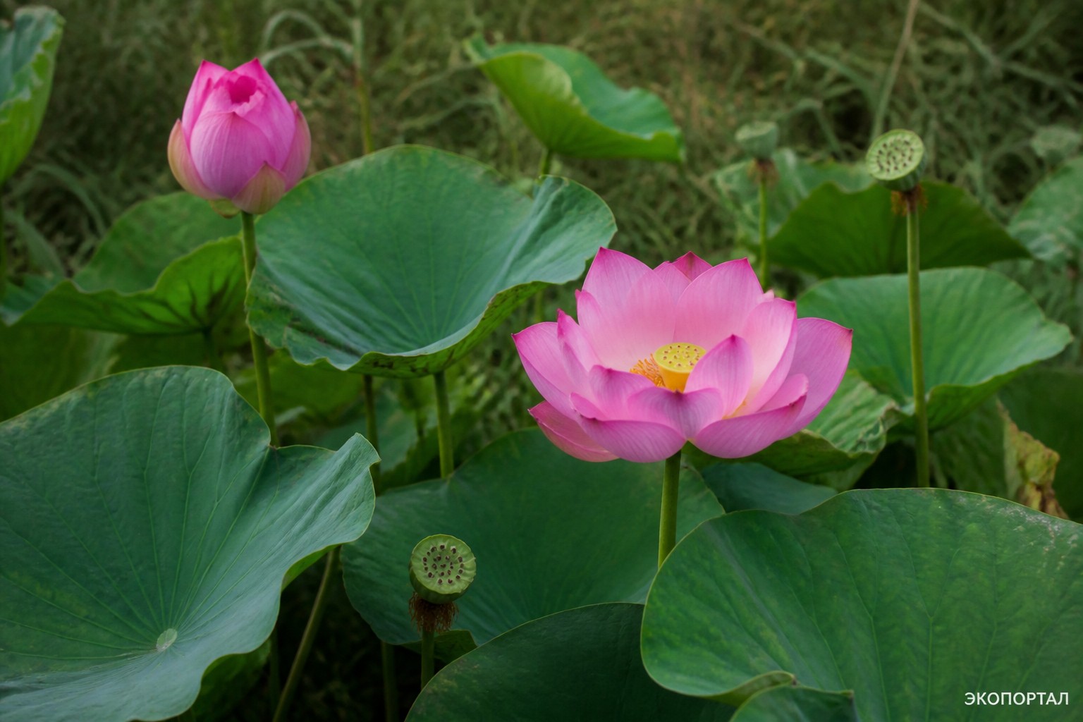 Лотос орехоносный (Nelumbo nucifera)