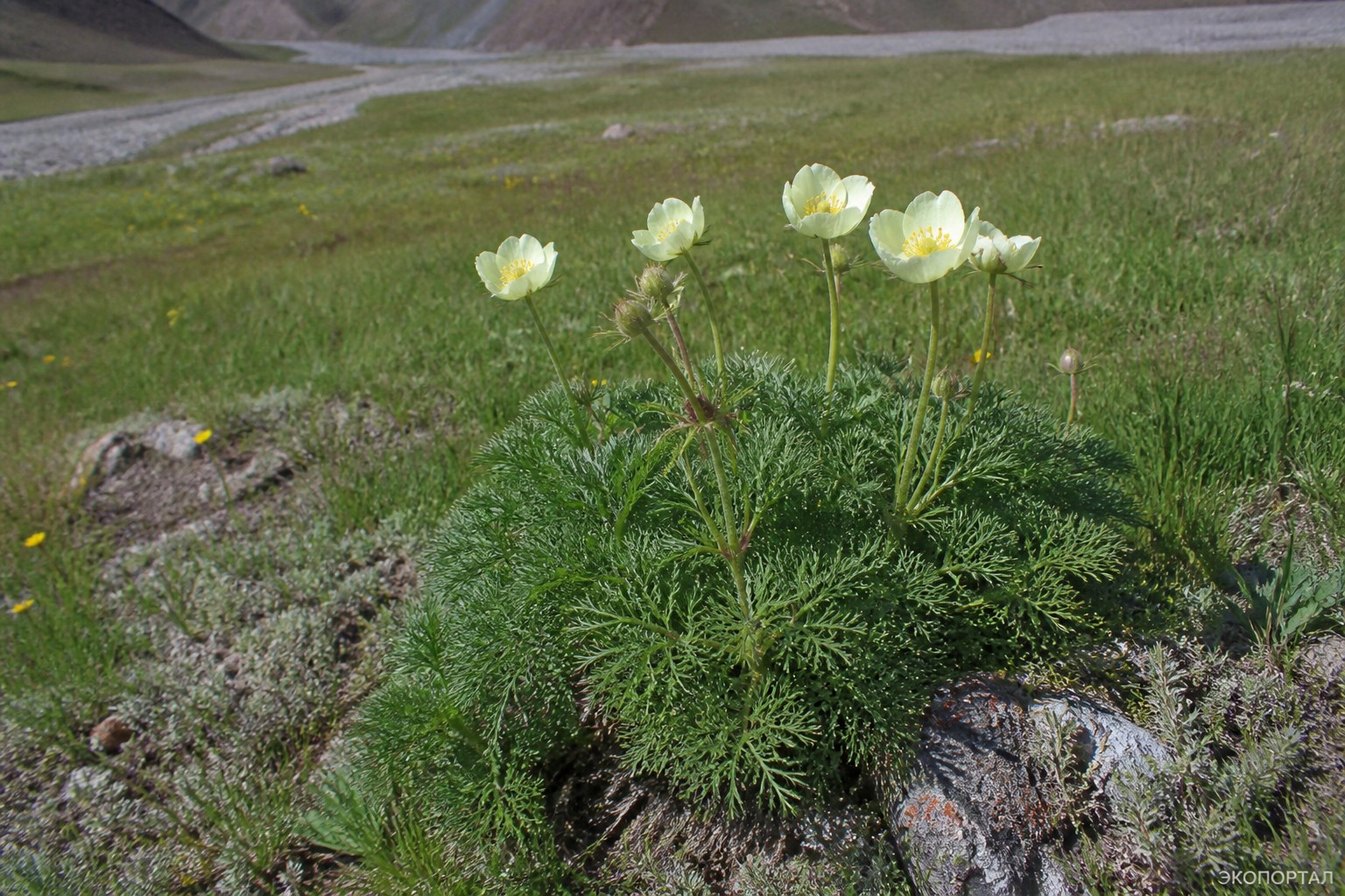 Пион горный (Paeonia Oreogeton)