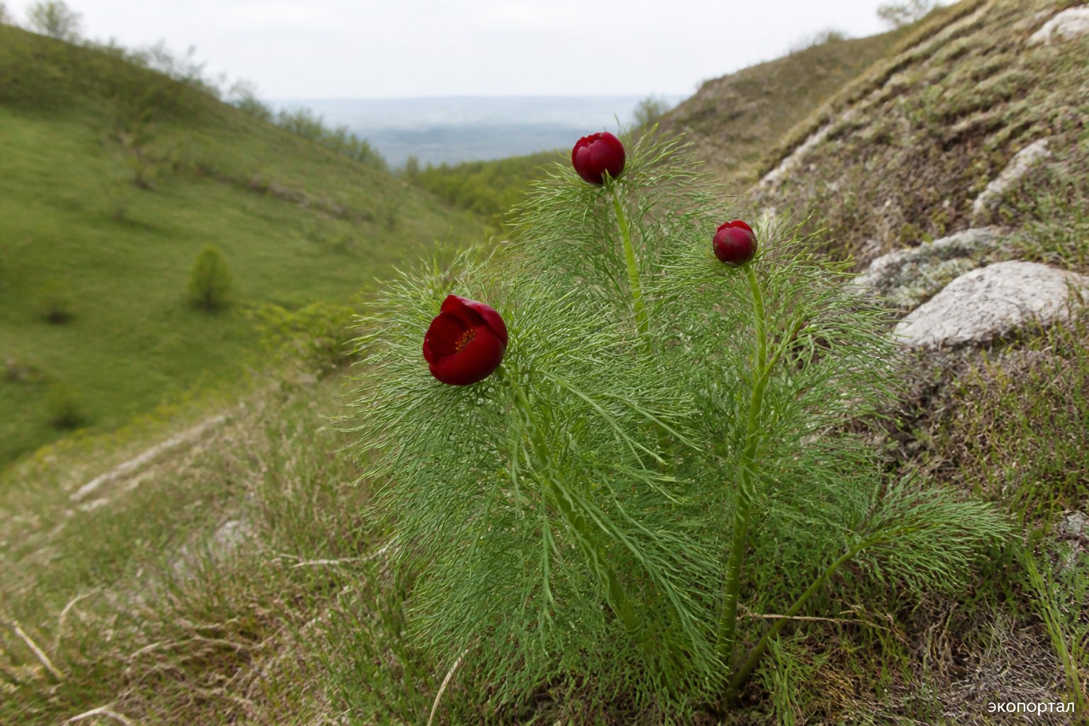Пион тонколистный (Paeonia tenuifolia)