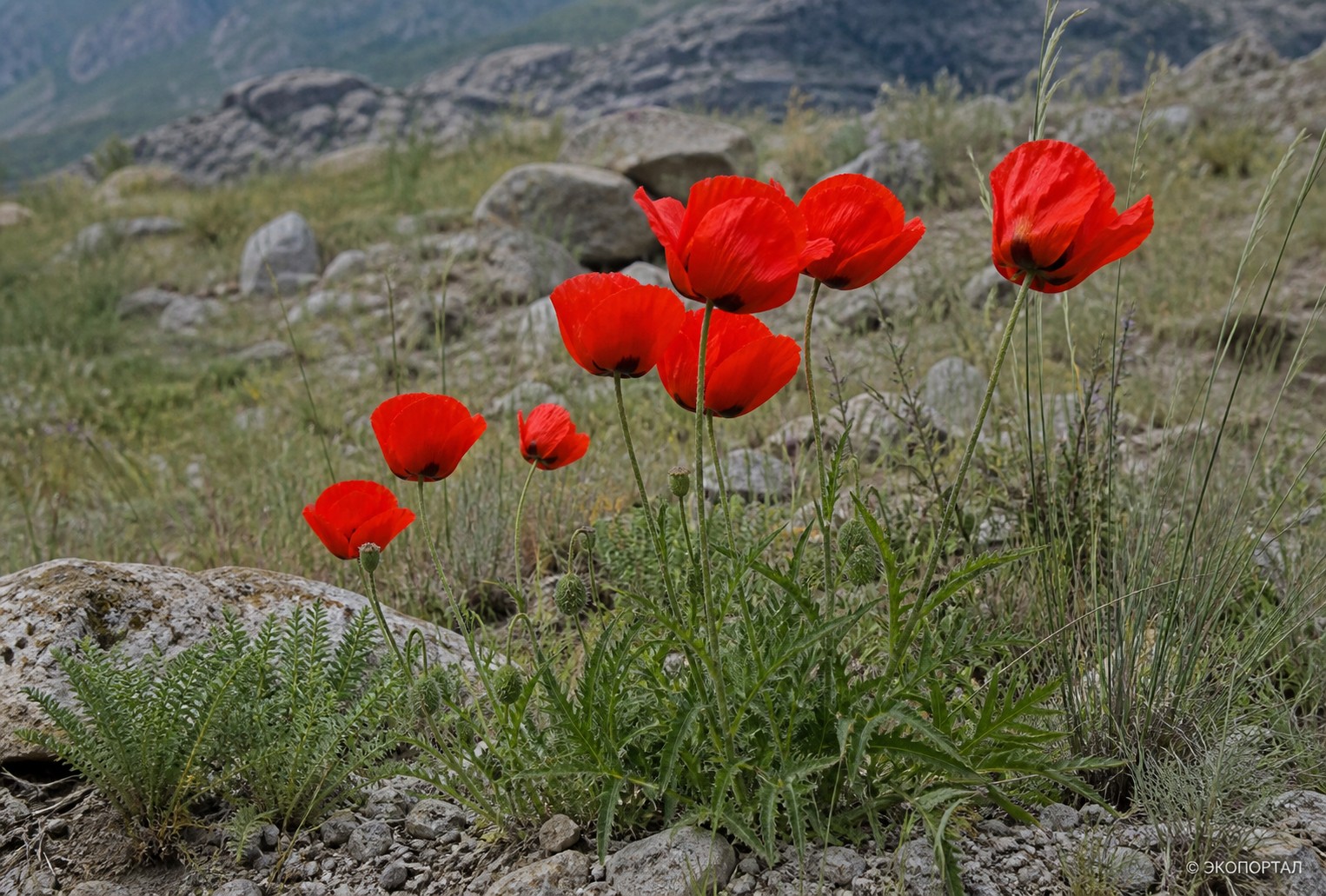 Мак восточный (Мак малолистный, Papaver orientale)