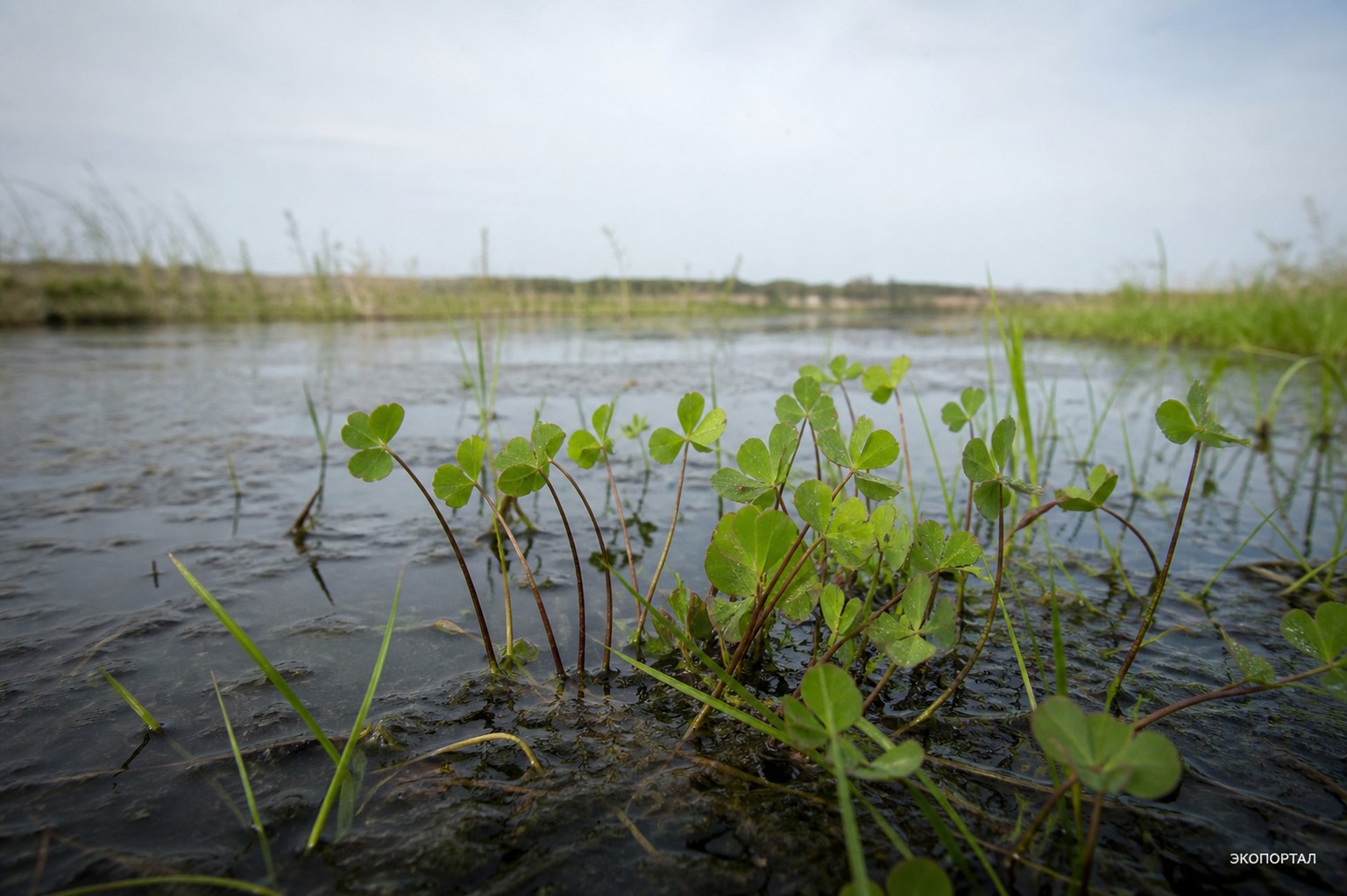 Марсилея египетская (Marsilea aegyptiaca)