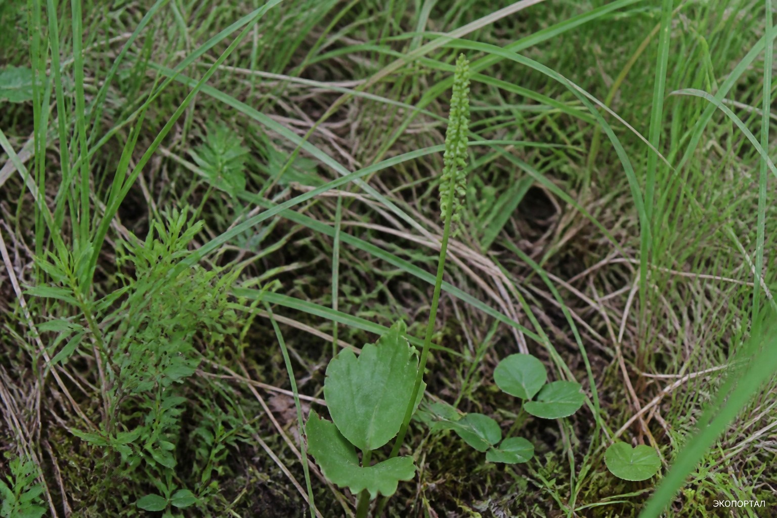 Гроздовник простой (Botrychium simplex)