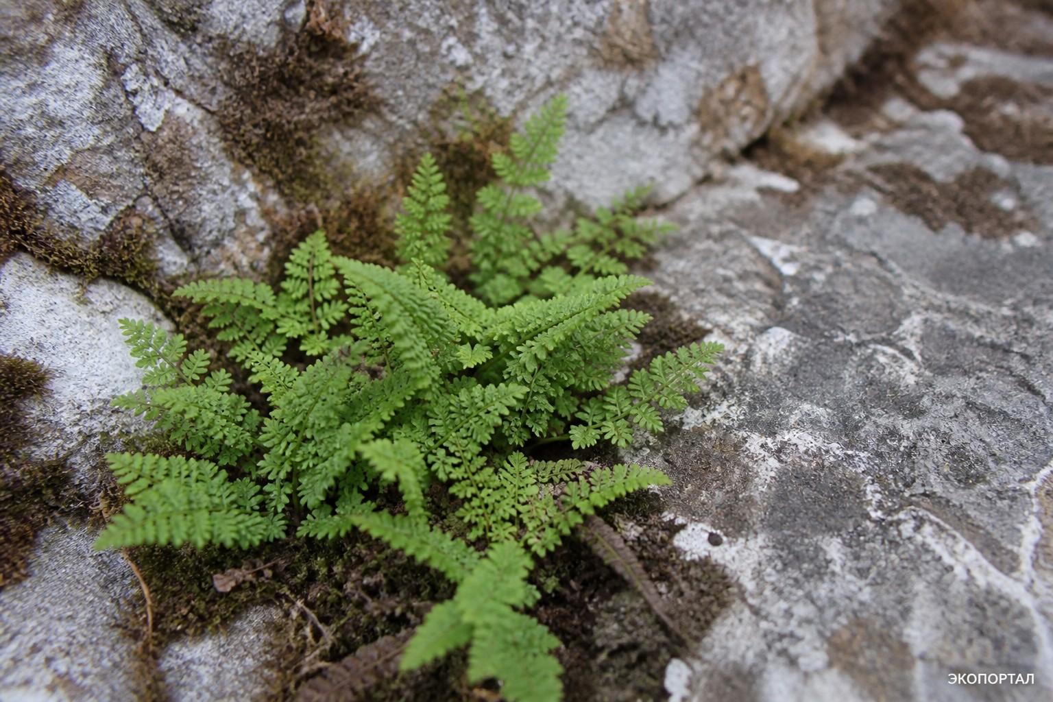 Краекучник Куна (Cheilanthes Kuhnii)