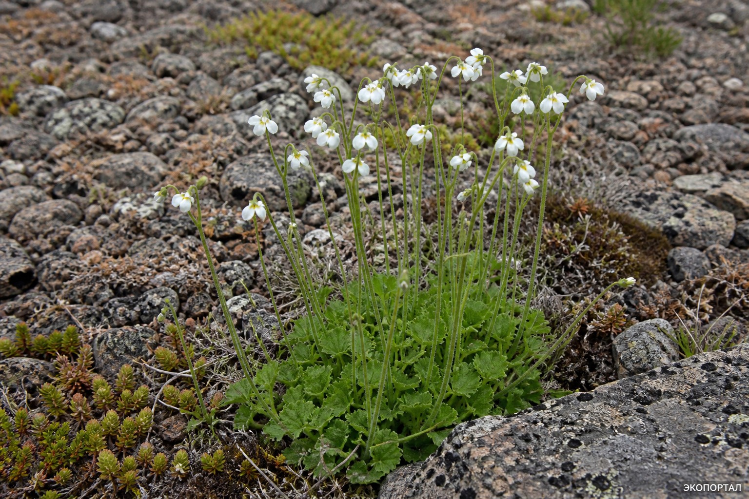 Мекодиум Райта (лат. Mecodium Wrightii)