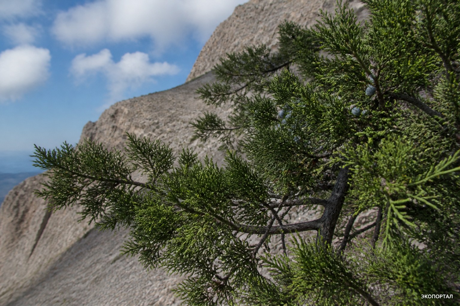 Можжевельник высокий (лат. Juniperus excelsa)