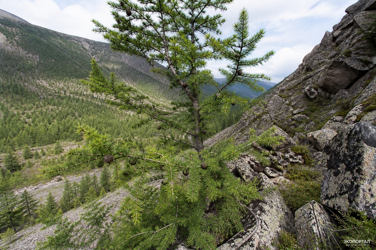 Лиственница ольгинская (лат. Larix olgensis)