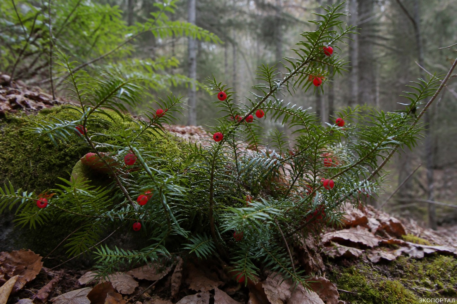 Тис ягодный (лат. Taxus baccata)