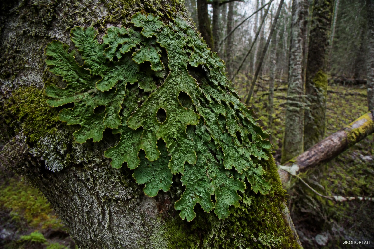 Лобария легочная (лат. Lobaria pulmonaria)
