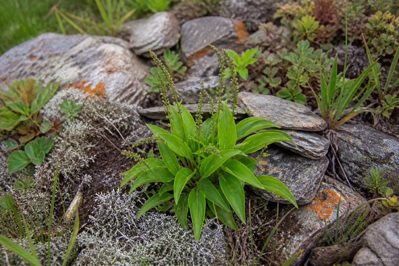 Глоссодиум японский (лат. Glossodium Japonicum)