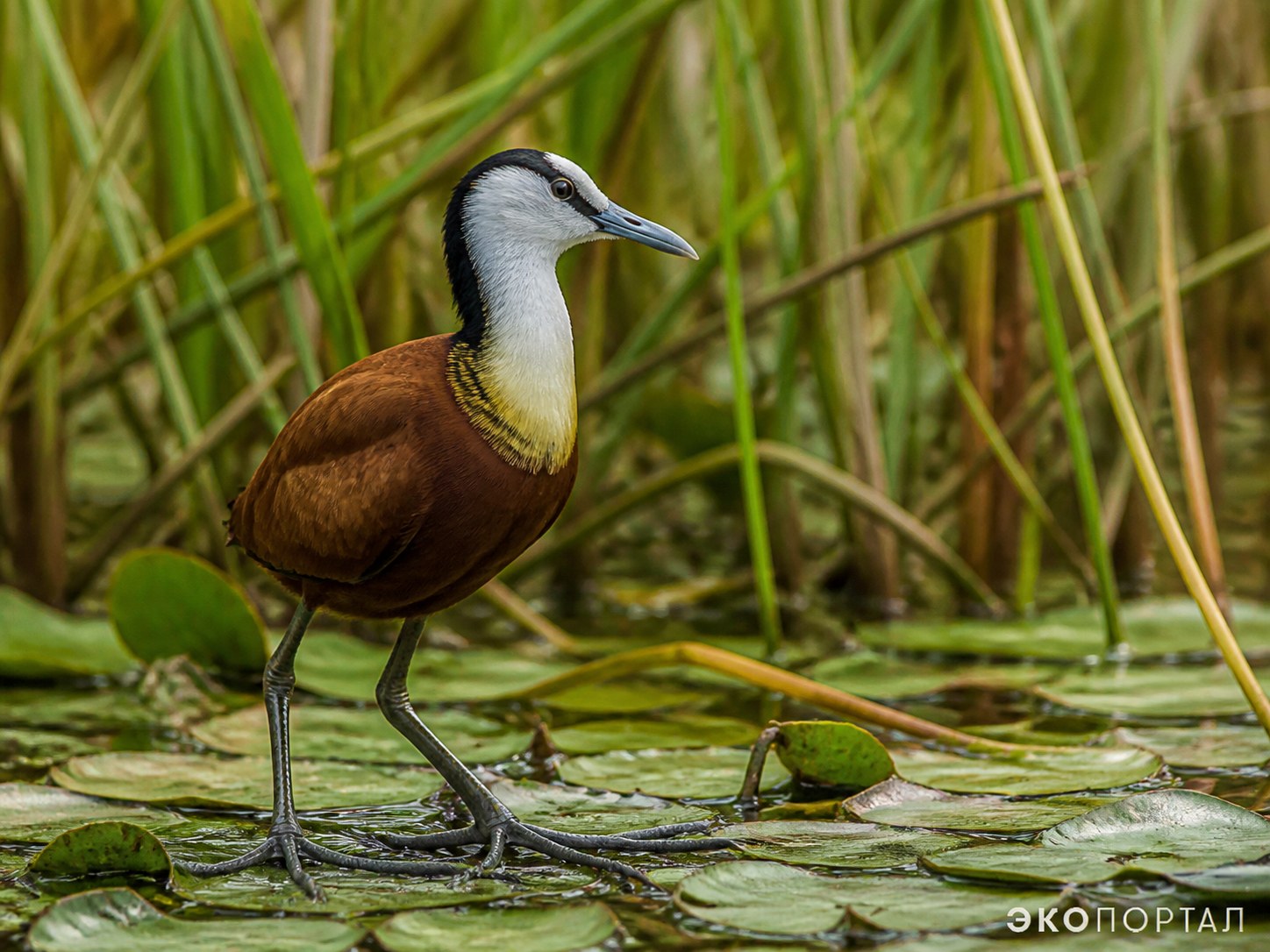 Африканский лапчатоног