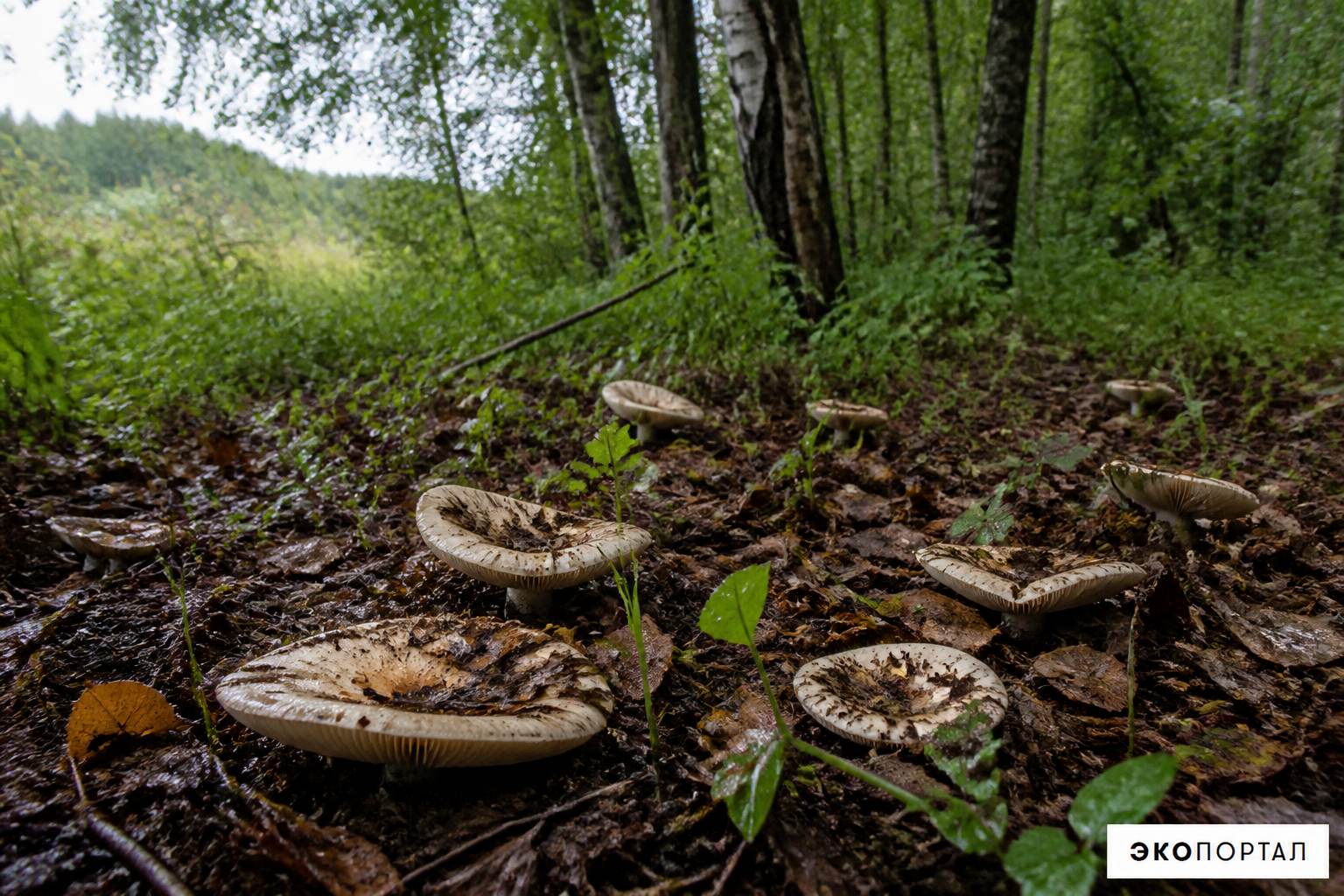 Груздь сухой — фото 5